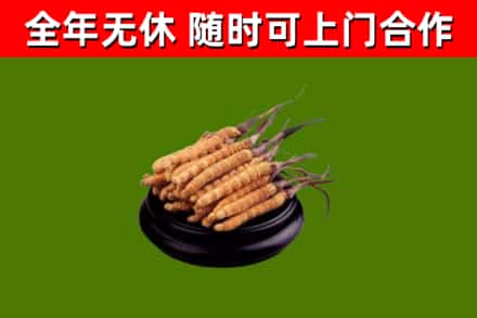 北湖区烟酒回收冬虫夏草.jpg